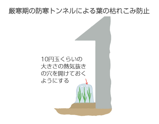 12月から2月、夜温がマイナス3～4℃以下になる期間は、ビニールトンネルをかけて葉がひどく傷まないように保護する