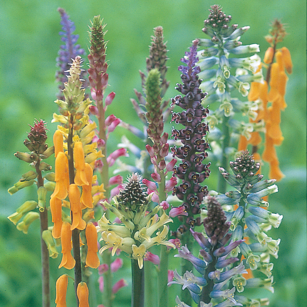 ラケナリアの育て方・栽培方法｜失敗しない栽培レッスン（草花