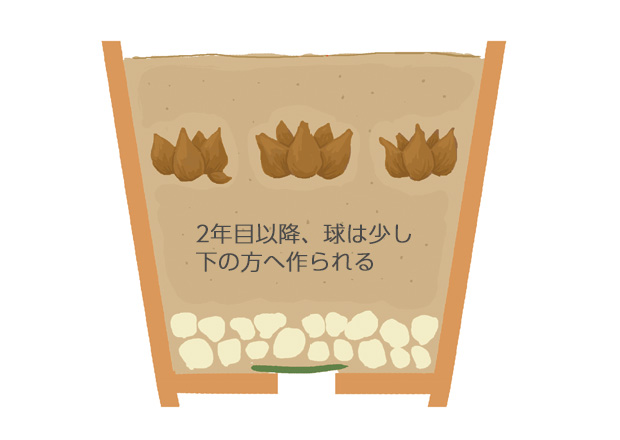 リューココリーネの茎は細く、葉数も少ないので、2～3年植え替えなくても、それほど鉢の中が込み合わないので球根がよく殖え、花立ちが多くなり、見事になる2～3年間植え替えない場合は、最初から腐葉土を多く混ぜておくと、2年目でも腐葉土の繊維部が残って水はけや通気をよくし、根がよく張る
