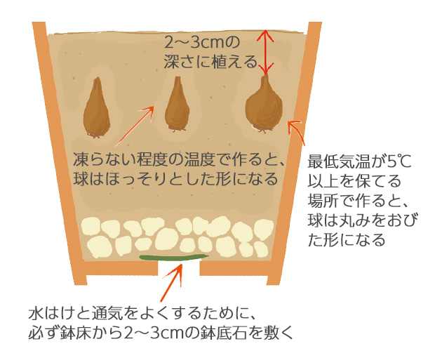直径15～18cmの鉢に、5～6球植えとする