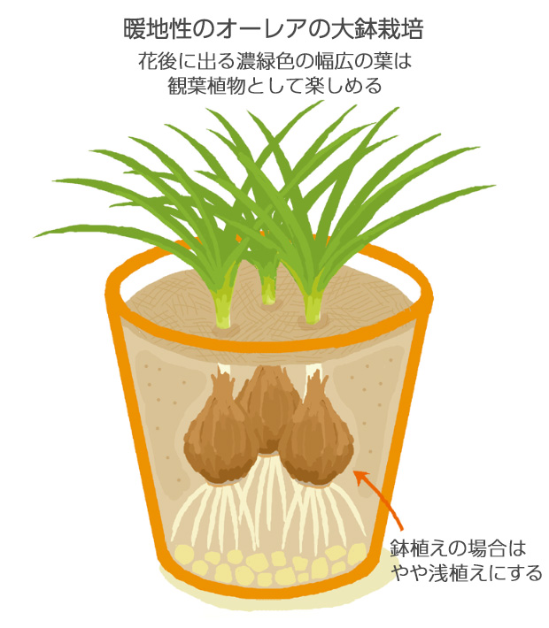 24～30cmの鉢に3球植えにして、厳寒期は夜間凍らない所に置いて、防寒保護