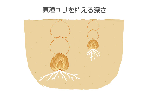 ヤマユリなどの大球は深く、乙女ユリなどの小球は浅く