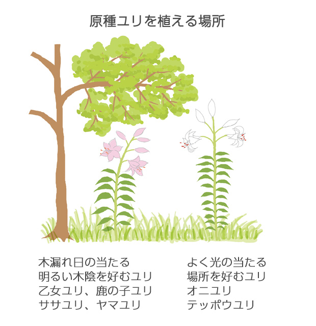 地際に草があると泥はねが防げ、地温が高くならなくてよい