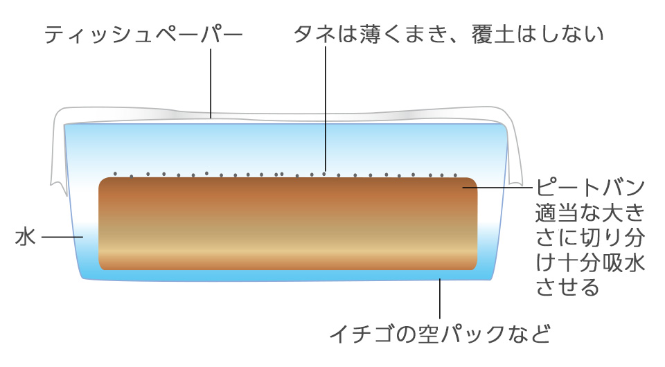 種をまいたら窓辺に置き、発芽するまではほこりがかからないようティッシュペーパーをかぶせておくとよい