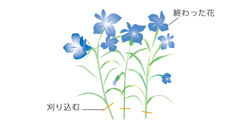 花の咲き終わった枝先を刈り込むようにすると、もう一度花が楽しめる