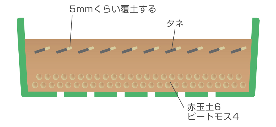 種は筋まきかばらまきする5～6日で発芽するので、すぐ日に当てる