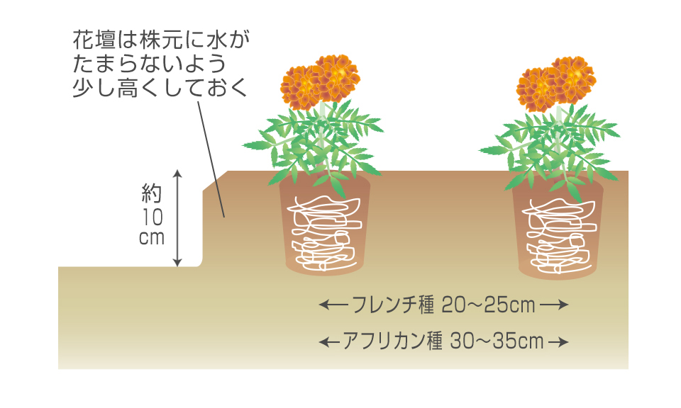ポットに根がまわったら定植する深植えにならないよう注意する堆肥、腐葉土、元肥を施し30cmくらいの深さまでよく耕しておく