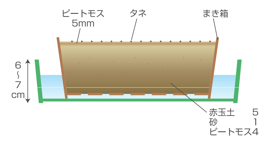 種をばらまきし、覆土はせず、表土を鎮圧しておく