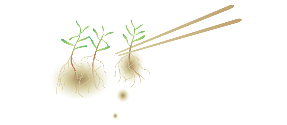 箸で根をほぐしポットに1株ずつ仮植する本葉が5～6枚になったら仮植する