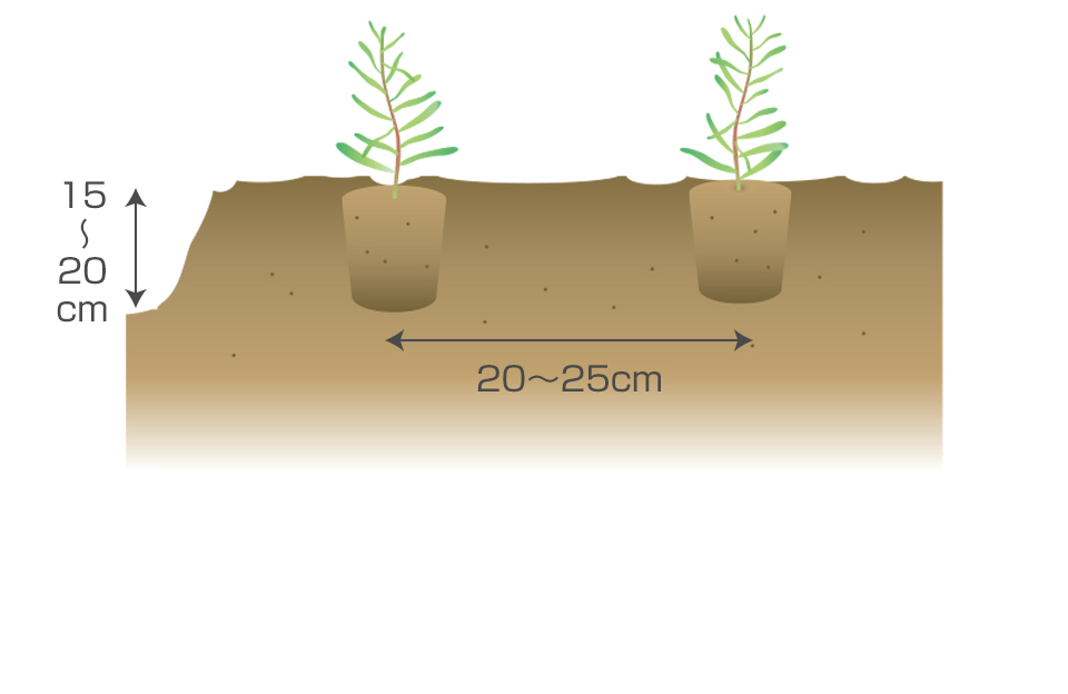 ポットの底穴から根が出始めたら定植する深植えにならぬよう注意する