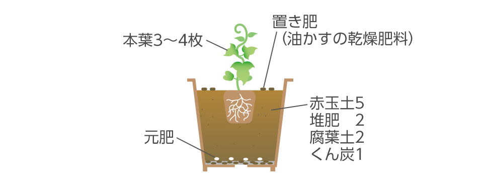 ポットに根がまわったら、深植えにならないよう注意して定植する。月に1度置き肥を与え、肥料切れさせない。