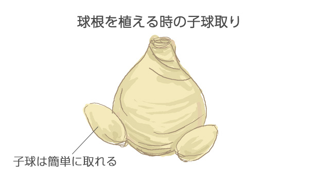 子球がついている時は子球をはずして植え込み、子球による養分の損失を防ぐ。残しておくと子球の肥大に母球の養分がとられて花穂が小さくなる