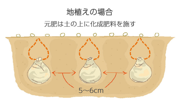 球根1球分の高さの土がかかる深さに5～6cmの間隔で植える
