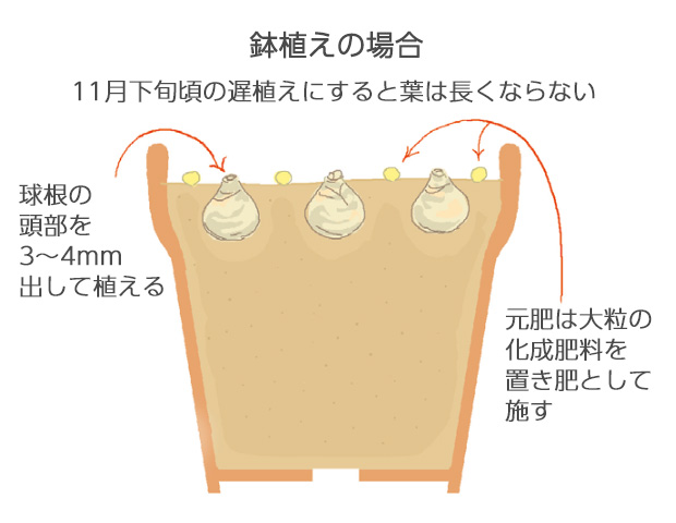 頭部を出して植えると寒さのストレスで葉は5～6cmと短くてかたい立葉になる
