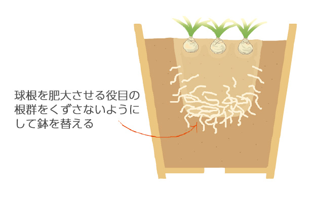 鉢植えを翌年も開花させたい時は上の方の花が2～3段咲き残っている時点で肥沃な土を入れたふた回りくらい大きいに植え替える
