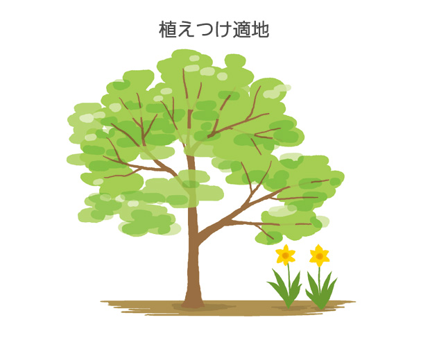 理想的な植えつけ場所としては、開花後に地温の上がりにくい、明るい樹陰が適している