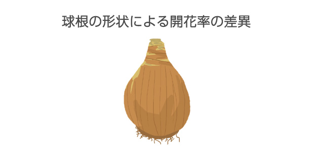 丸みを帯びた電球形の球根は100%近く開花する（よい栽培条件下では開花球が多くなる）