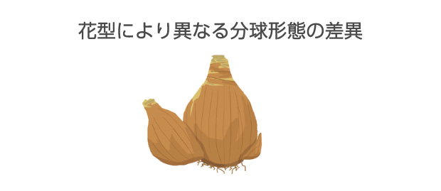 大ラッパズイセンや大盃スイセンは球根が大きくて分球数が少なく、花芽をもつものが多い花の咲く球根が1つの場合が多い
