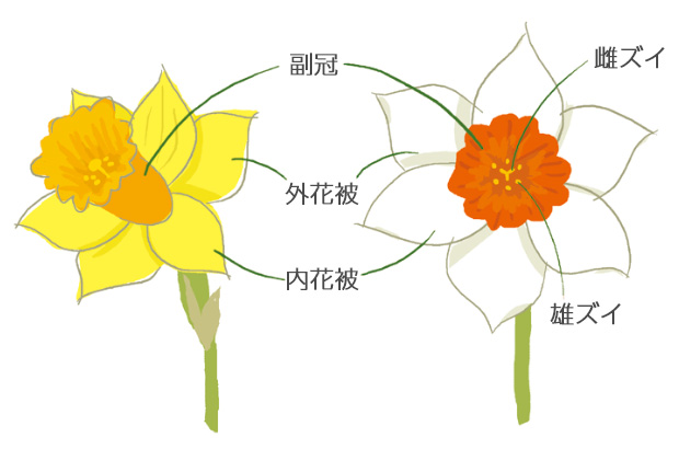 スイセンの花には独特の副冠という花弁がある