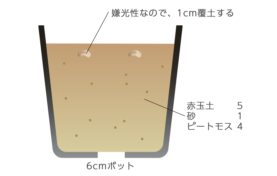移植を嫌うので、花壇に直まきするか、ポットにまいて育苗する
