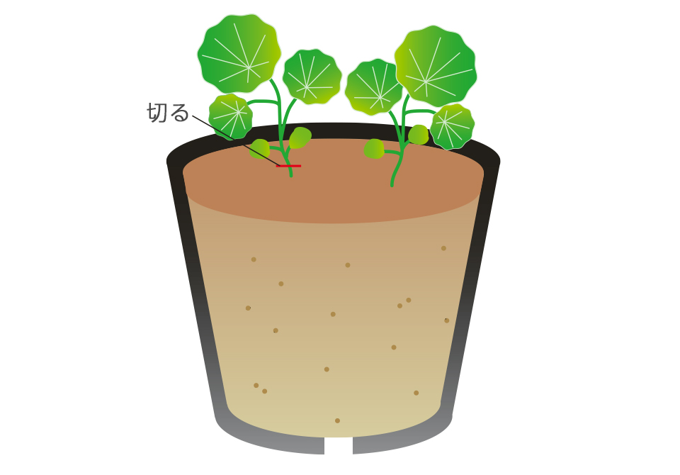 発芽したらよく日に当て、水やりを控えめにして育てる。葉が2～3枚になったら間引いて1本にする。間引きは苗を抜かず、地際ではさみを使って切るとよい。