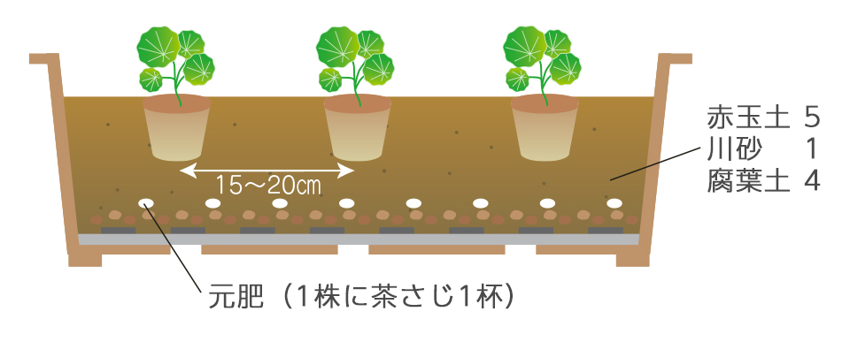 本葉が3～4枚になったら定植する。砂まじりの水はけのよい土がよい。元肥にリン酸、カリ分の多い配合肥料を入れておく