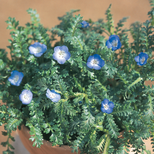 ねもふぃらページ ネモフィラ Nemophila menziesii ムラサキ科 Boraginaceae ネモフィラ