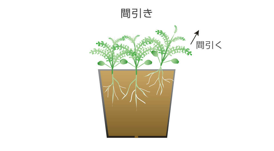 本葉3～4枚になったら間引いて1本にする