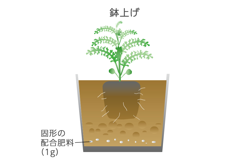 6cmポットの底まで根がまわったら9cmポットに植え替える