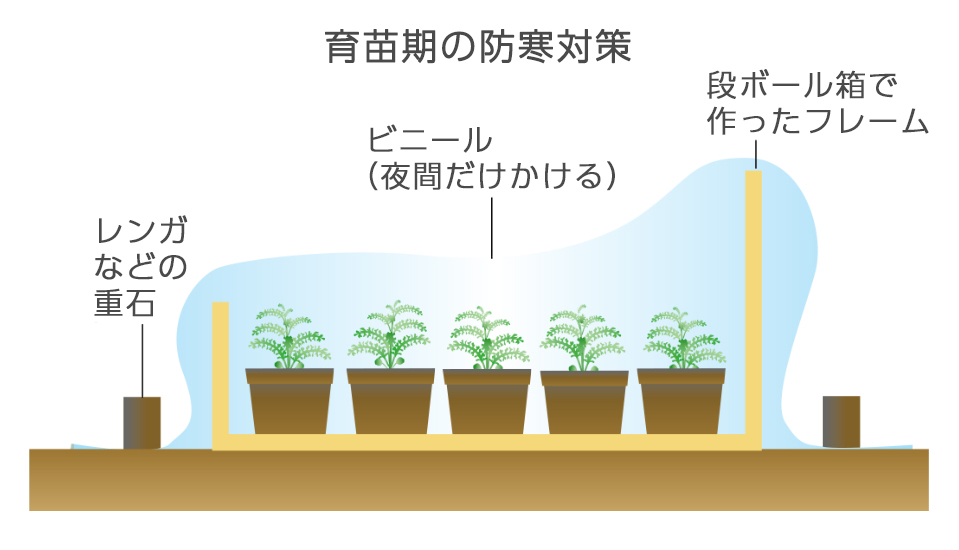 6cmポットの底まで根がまわったら9cmポットに植え替える