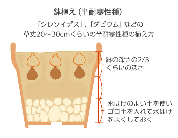 12～15cm鉢に4～6球植えの場合