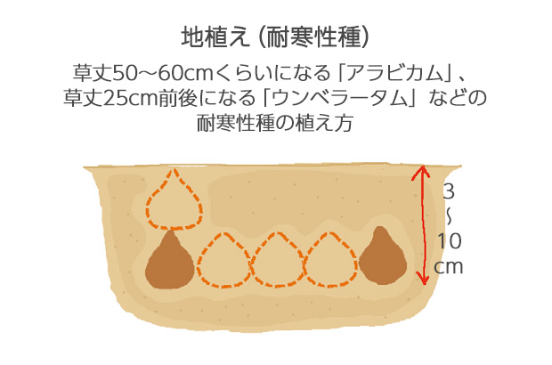 球根の1個分の土がかかる深さに球根3個くらいの間隔で植えます