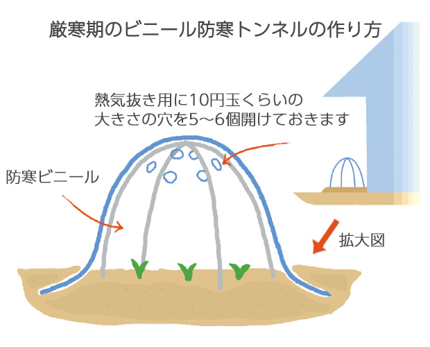 半耐寒性種を地植えにする時は日当たりのよい、南向きの軒下に植え、厳寒期はトンネルをかけて保護してやります