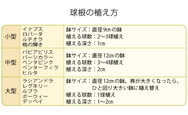 ※ルブラ、アデノフィラ、デッペイは十分肥培して水をやると大型になりますが、肥培しない場合は中型にもなります。水耕栽培をすると、非常に大型化します。