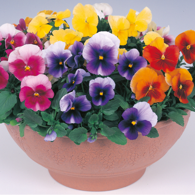 3*)様 ビオラ♡パンジー パンジー、ビオラの育て方・栽培方法｜失敗しない栽培レッスン（草花