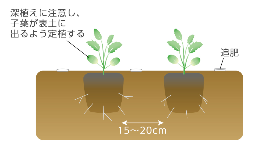 ポットに根がまわったら、石灰をまいてよく土ごしらえした場所に定植する