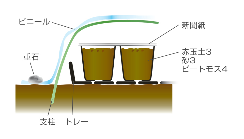 移植を嫌うので、6cmポットに2～3粒ずつまく。発芽適温が高いので、発芽期間はビニールをかけ保温するとよい。
