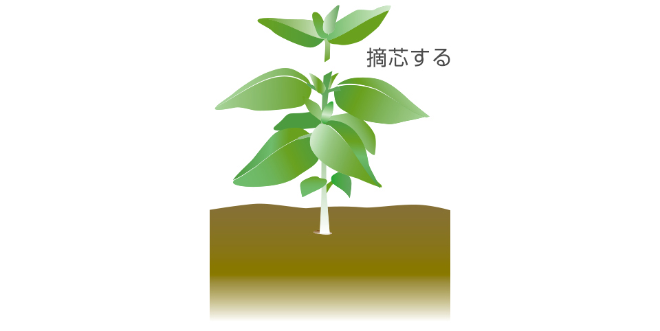 本葉6～8枚の若苗のとき、摘心してやると腋枝がよく出て、姿よく咲かせることができる