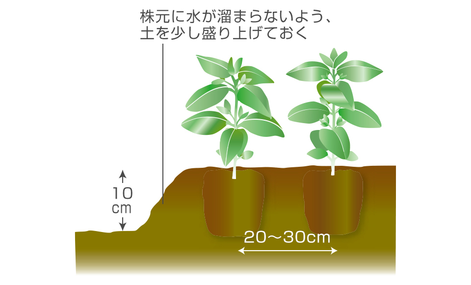 ポットに根が回ったら定植する