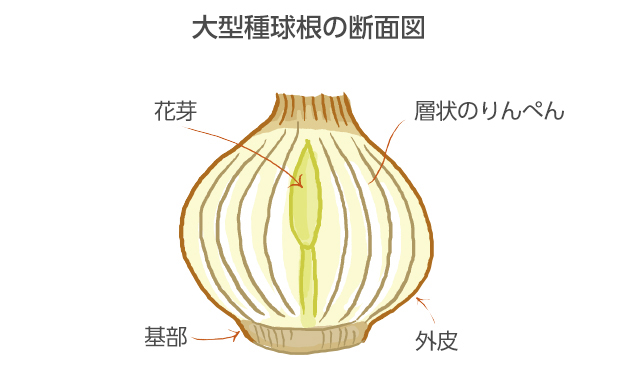 大型種は大きくて長い葉を8～10枚出すので、球根も大きくやや扁平な形をしている