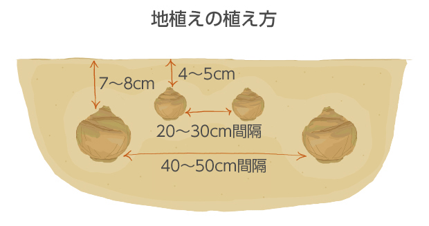 球根は植えっぱなしにしておくと年々球根が上に押し上がり土の上に出るのでやや深植えしておく