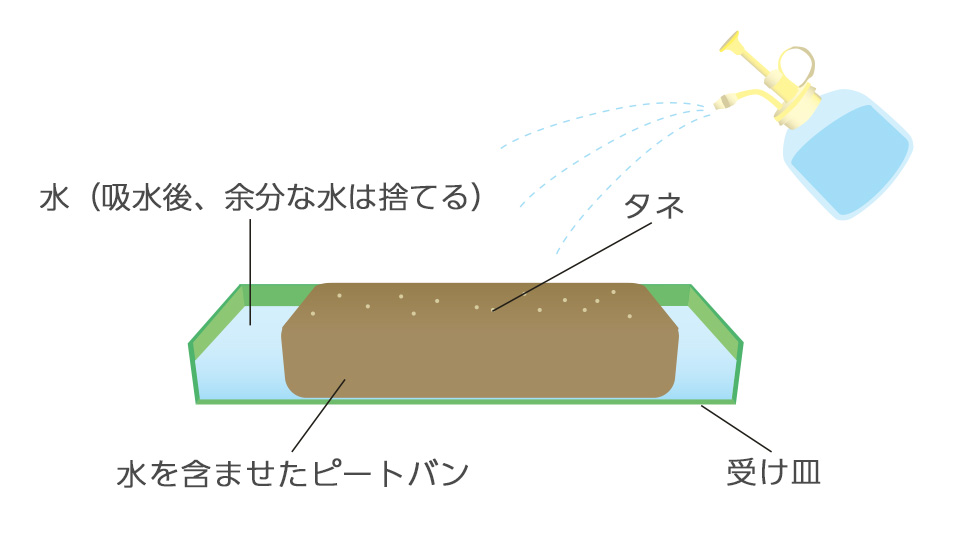 ピートバンにまき、覆土はしない。1日1回霧水を与えるとよく発芽する
