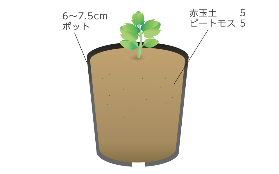 本葉2～4枚になったらポットに仮植する。日除け雨除けをした涼しい場所で育苗する。