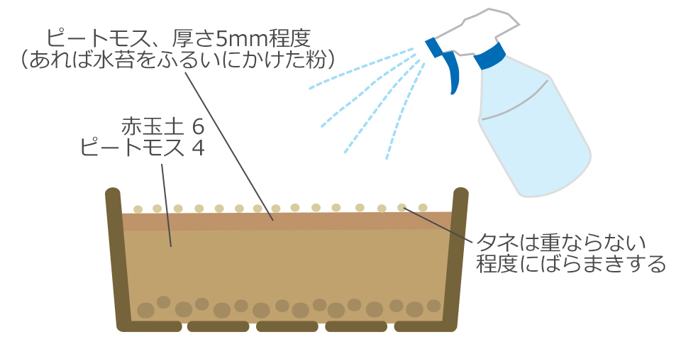 好光性種子なのでまいたら覆土せず、水は1日1回霧ふきでかける
