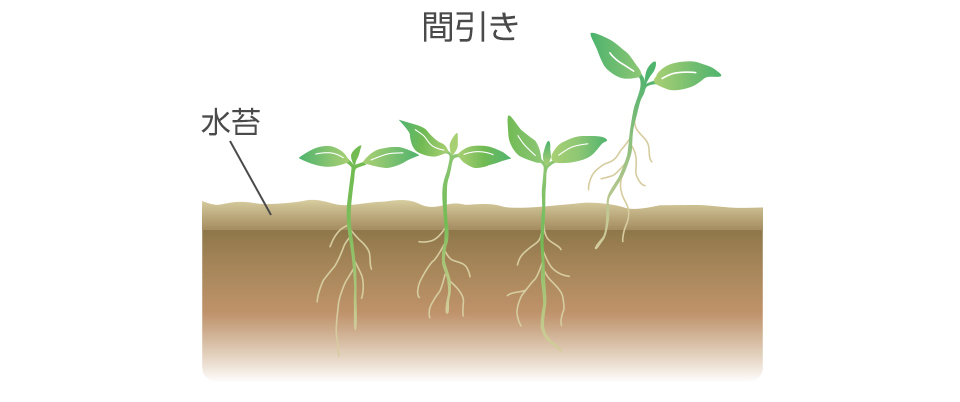 密に生えた所は間引く。暑い時期は移植しない