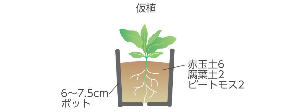 本葉が2対出たら仮植する（9月上中旬）