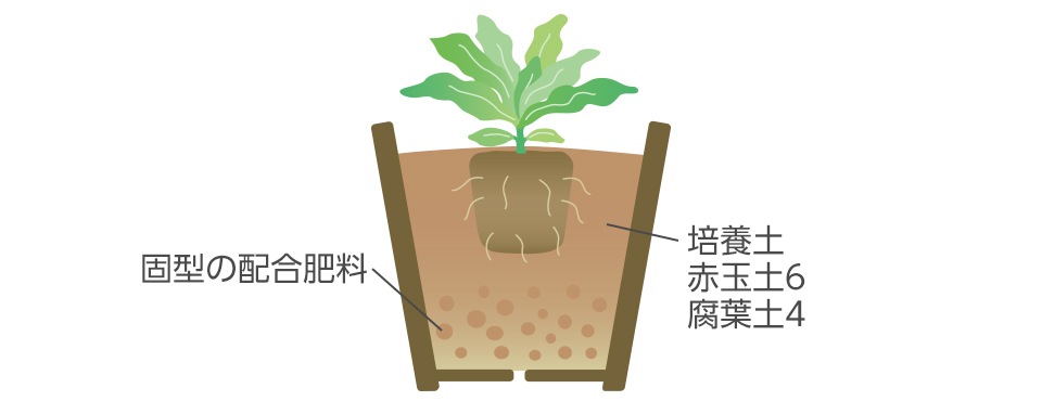 仮植した苗の根がよく張ったら定植する