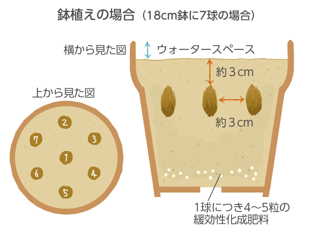 鉢が小さいと乾いて花立ちが悪くなるので18cm鉢以上の大きさの鉢を使います