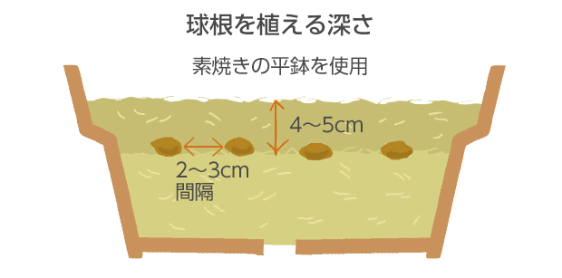水ゴケを鉢の1/2～2/3くらいに敷きつめる
