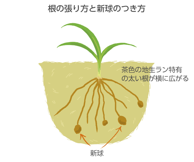 肥培すると根の先に大小3～4個くらいの新球がつく